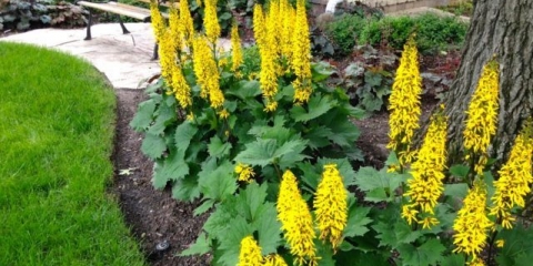 Buzulnik nazubljen, uskoglavi, ponoćna dama i druge vrste i sorte